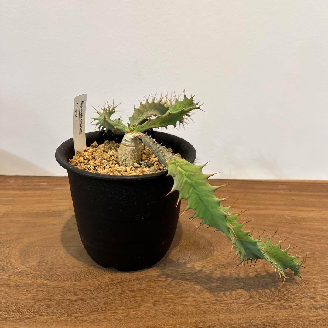 希少美株】 ユーフォルビアトルチラマ 実生 サボテン 多肉植物 塊根 希少美株】 ユーフォルビアトルチラマ 実生 サボテン 多肉植物 塊根